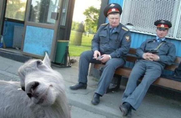 ����Ц������������ ��ЦͼƬЦ����